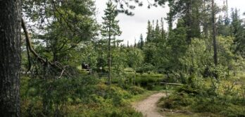 nature-reserve-sweden2