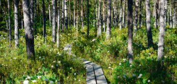 nature_reserve_sweden