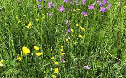 Midsommarblomster